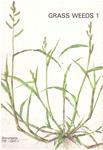 GRASS WEEDS (3 VOL.) | 9999900029840 | Ernst Häfliger, Basel y Hildemar Scholz, Berlin. | Llibres de Companyia - Libros de segunda mano Barcelona