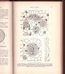 FARMACOGNOSIA | 9999900227758 | Gilg, Dr. Ernesto y Brandt, Dr. Guillermo | Llibres de Companyia - Libros de segunda mano Barcelona