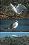 THE BIRDS OF MENORCA | 9999900149852 | Ramos, Enric | Llibres de Companyia - Libros de segunda mano Barcelona