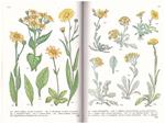 MOUNTAIN FLOWERS IN COLOR | 9999900149845 | Huxley, Anthony | Llibres de Companyia - Libros de segunda mano Barcelona