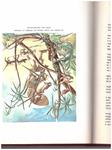 ROBINSON CRUSOE | 9999900201192 | Defoe, Daniel | Llibres de Companyia - Libros de segunda mano Barcelona