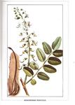 PLANTES MEDICINALES TROPICALES. Tome VI | 9999900223392 | Chenu, Jacques | Llibres de Companyia - Libros de segunda mano Barcelona