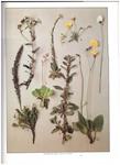 WILD FLOWERS OF BRITAIN | 9999900150162 | Phillips, Roger | Llibres de Companyia - Libros de segunda mano Barcelona