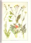 WILD FLOWERS OF BRITAIN | 9999900150162 | Phillips, Roger | Llibres de Companyia - Libros de segunda mano Barcelona