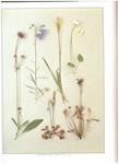 WILD FLOWERS OF BRITAIN | 9999900150162 | Phillips, Roger | Llibres de Companyia - Libros de segunda mano Barcelona