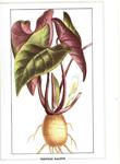 PLANTES MEDICINALES TROPICALES. Tome VI | 9999900223392 | Chenu, Jacques | Llibres de Companyia - Libros de segunda mano Barcelona