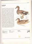 THE ILLUSTRATED BOOK OF BIRDS | 9999900151671 | Felix, J | Llibres de Companyia - Libros de segunda mano Barcelona